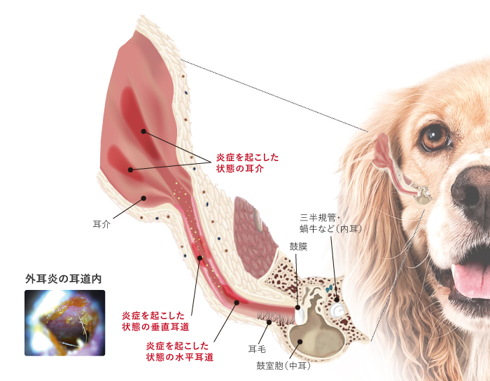 外耳炎は、犬にとても多い病気です