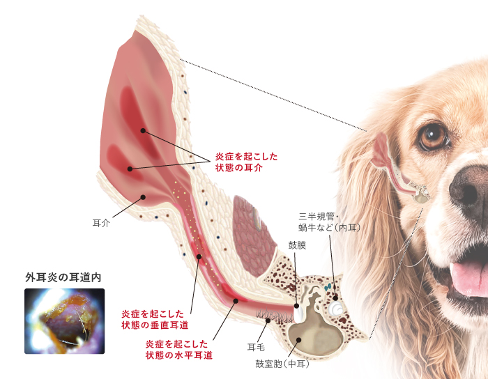 犬の耳のトラブル Inu Care Time