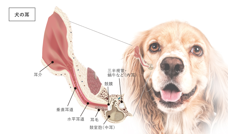 犬の耳はL字型